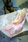 taiyaki.jpg