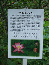 chusonji4.jpg