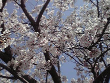 hanami_2009.jpg