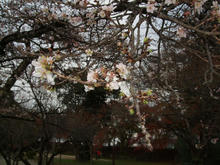 hikone20.jpg