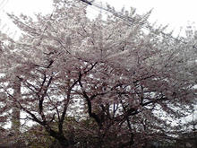 sakura2010.jpg