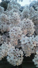 sakura2011.jpg