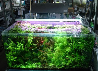 驚愕のソーラーRGB|お魚ブログ 驚愕のソーラーRGB|お魚ブログ