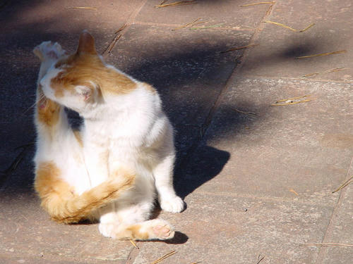 DSC0049.jpg
