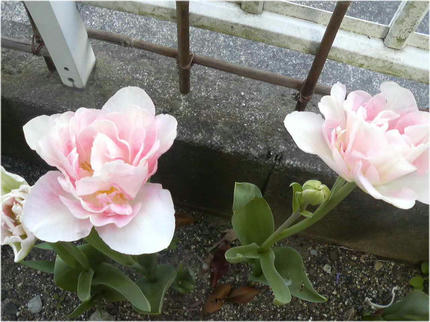 200904091735000.jpg