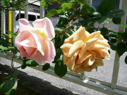 mini_P1010867.jpg