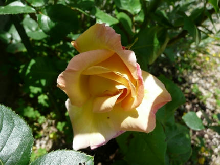 mini_P1010872.jpg