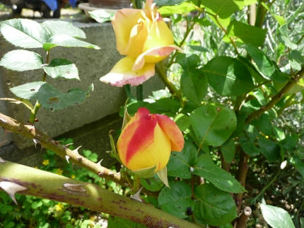 mini_P1010875.jpg