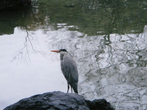 c0feb8a5.jpg