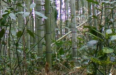 和風植物素材003 素材
