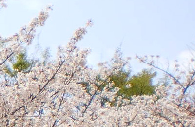 和風植物素材010 素材