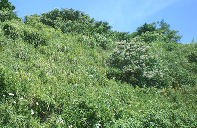 森林素材042 素材