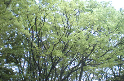 森林素材053 素材