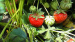 200905031356000.jpg