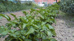 200905031357001.jpg