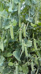 200905031358000.jpg