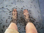 asi.gif