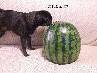 98818994.jpeg
