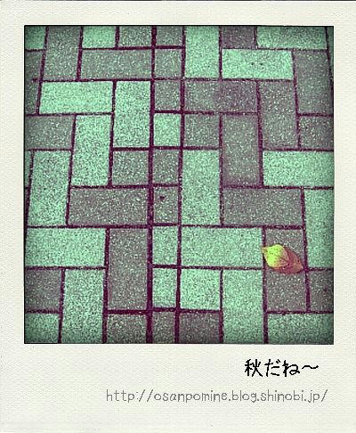 aki-pola.jpg