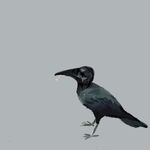 h066.png