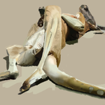 h253.png