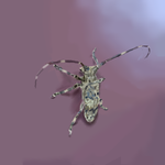h292.png