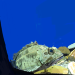 h335.png