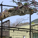 h378.png