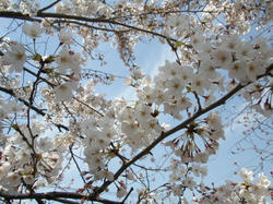 大岡川の桜