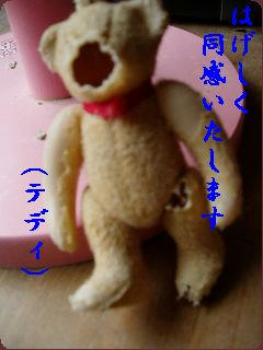 kuma.jpg