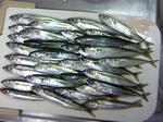 TS380371.JPG