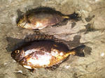 2009062704.jpg