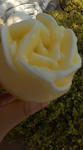 D1000416.jpg