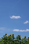 IMGP2212_s.jpg