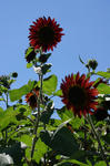 IMGP2246_s.jpg