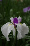 IMGP3334_s.jpg
