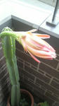 P1000113.jpg