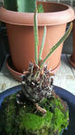 P1000130.jpg