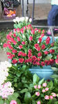 P1000187.jpg