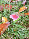 DSC_0065.JPG