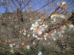 CA390436.JPG