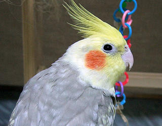 07koru_Profile.jpg