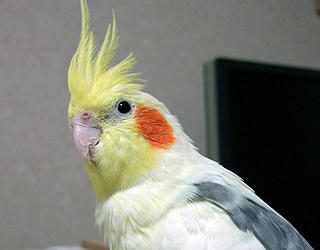 07firo_Profile.jpg