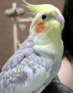 071105_koru.jpg