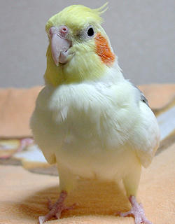 071105_firo.jpg