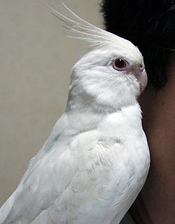 071105_poria.jpg