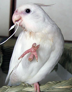 071105_erene.jpg