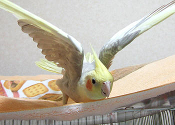 071105_koru2.jpg