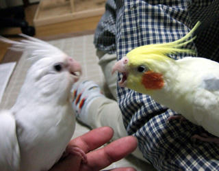 07-11-08futari1.jpg