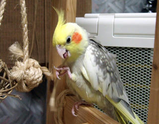 07-11-08koru.jpg